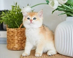 Кошки в Ярославле: Британская золотая шиншилла котята Разнополые, 40 000 руб. - фото 2