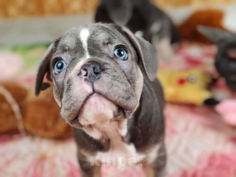 Собаки в Санкт-Петербурге: Шикарная голубая девочка Девочка, 70 000 руб. - фото 4