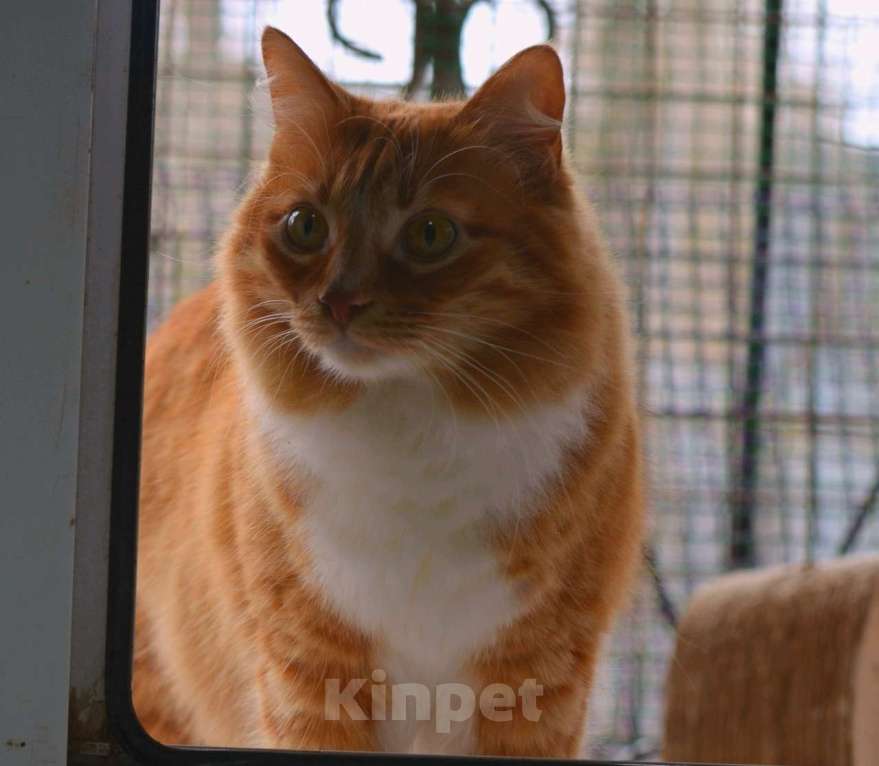 Кошки в Воронеже: Котик Принц ищет дом Мальчик, Бесплатно - фото 3
