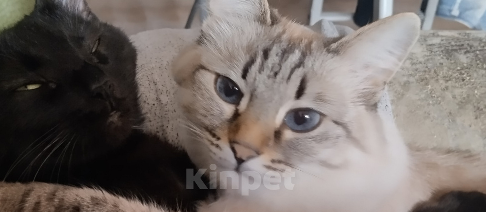 Кошки в Уфе: МАЛЫШКА ИЩЕТ ДОМ! Девочка, Бесплатно - фото 3