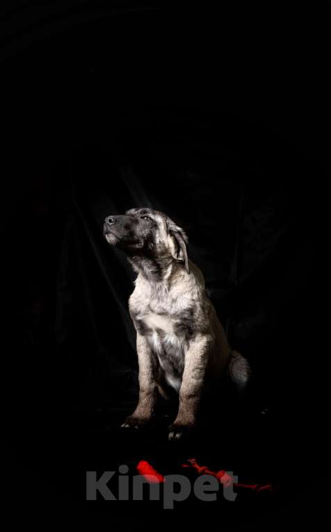 Собаки в Ахтубинске: щенок турецкого кангала Мальчик, 50 000 руб. - фото 3