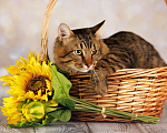 Кошки в Москве: Егорка - ручной, ласковый, мурчливый котик в добрые руки! Мальчик, Бесплатно - фото 7
