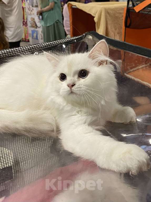 Кошки в Москве: Ваши друзья  Мальчик, 50 000 руб. - фото 2