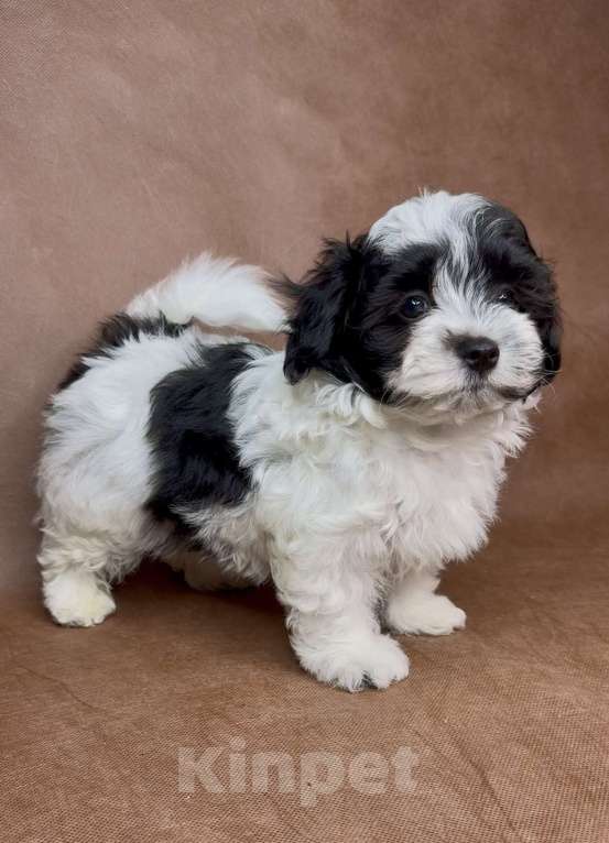 Собаки в Москве: Мальтипу- стандартный мальчик. Мальчик, Бесплатно - фото 3