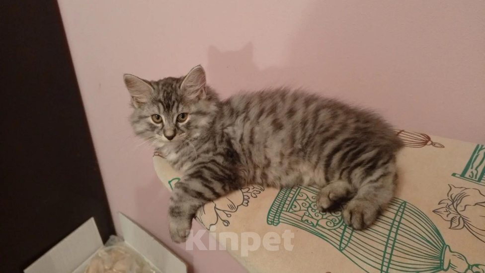 Кошки в Москве: Котенок курильского бобтейла Разнополые, 25 000 руб. - фото 10