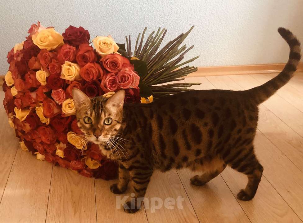 Кошки в Тюмени: Потерялась кошка в районе Дома Обороны(школа N22) Девочка, 1 руб. - фото 5