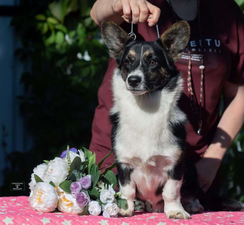 Собаки в Москве: Major Point Odetta ♀️ Девочка, 30 000 руб. - фото 3