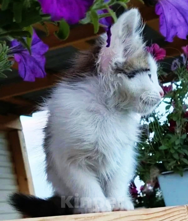Кошки в Уфе: Котенок мальчик в добрые руки Мальчик, Бесплатно - фото 8