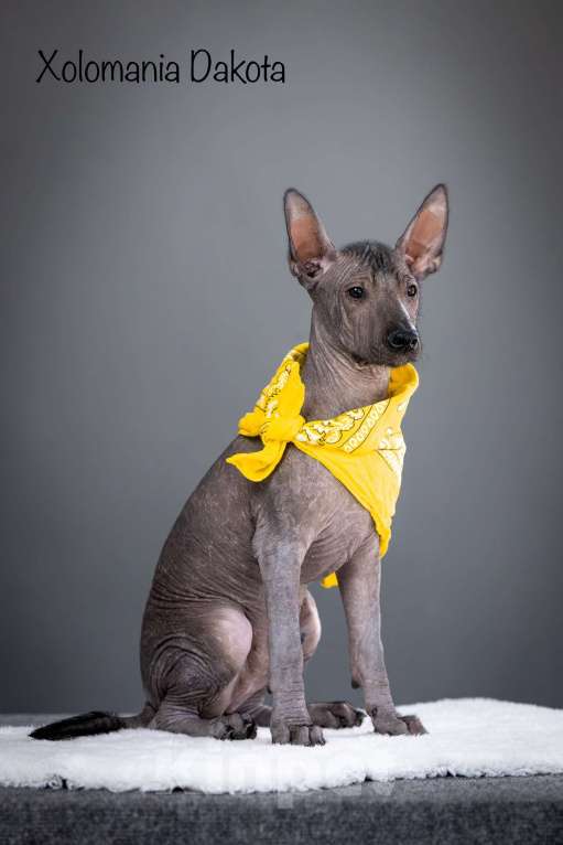 Собаки в Санкт-Петербурге: Щенки ксолоитцкуинтли ( мексиканская голая стандарт)  Мальчик, 120 000 руб. - фото 4