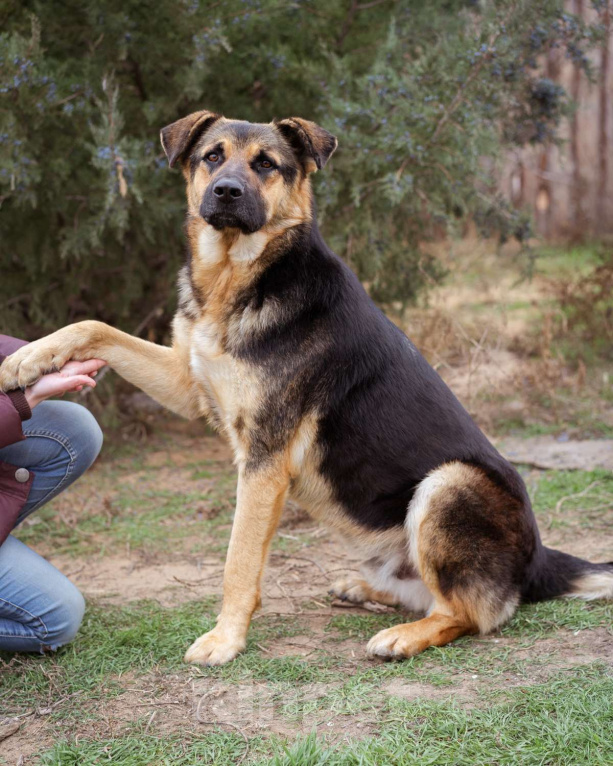 Собаки в Москве: Метис. Очень добрый и человеко-ориентированный мальчик Мальчик, Бесплатно - фото 6