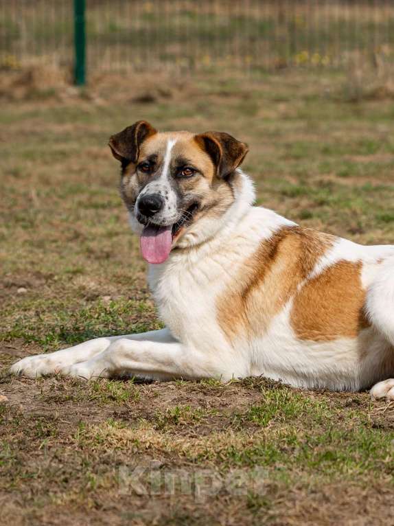 Собаки в Москве: Шейла, улыбчивая собака из приюта Девочка, Бесплатно - фото 4