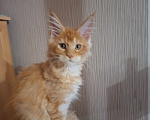 Кошки в Одинцово: Котёнок мейн-кун Девочка, 40 000 руб. - фото 5