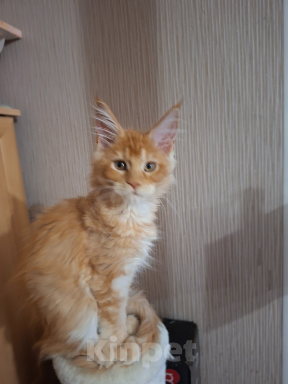 Кошки в Одинцово: Котёнок мейн-кун Девочка, 40 000 руб. - фото 5