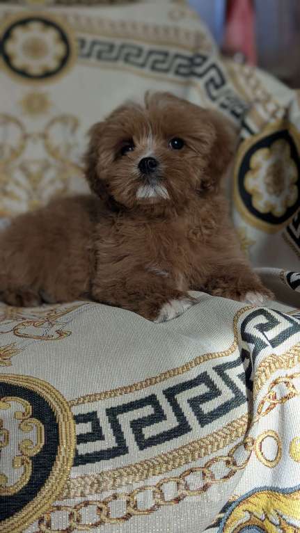 Собаки в Москве: Девочка мальтипу Девочка, 80 000 руб. - фото 2