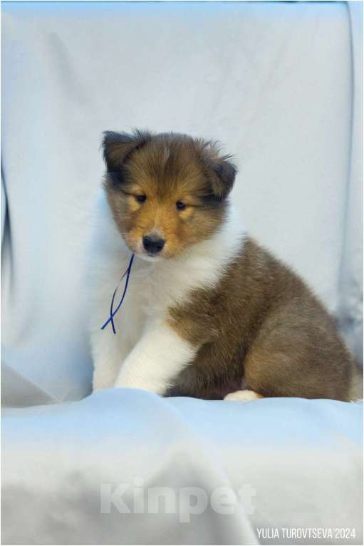 Собаки в Санкт-Петербурге: Гленарван ждет своего владельца Мальчик, Бесплатно - фото 3