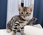 Кошки в Москве: Бенгальский котёнок Девочка, 35 000 руб. - фото 5