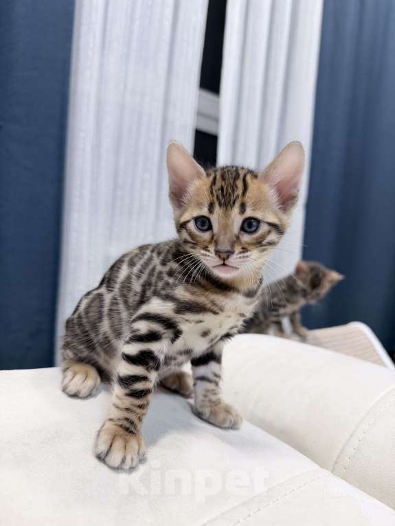 Кошки в Москве: Бенгальский котёнок Девочка, 35 000 руб. - фото 5