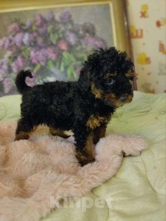 Собаки в Туле: Щенки пуделя Разнополые, 45 000 руб. - фото 2