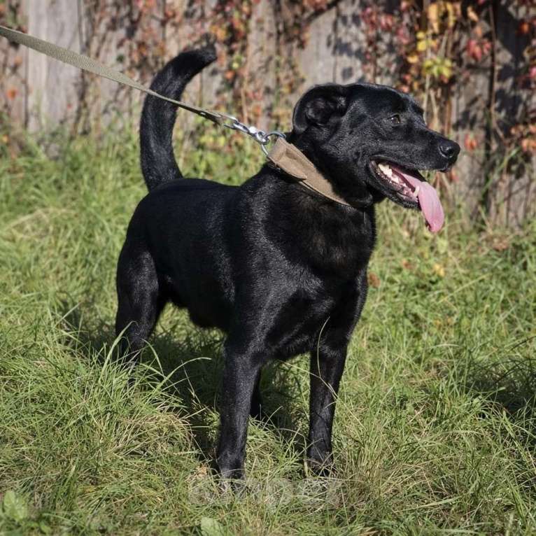 Собаки в Брянске: Красавчик Том ищет дом! Мальчик, Бесплатно - фото 1