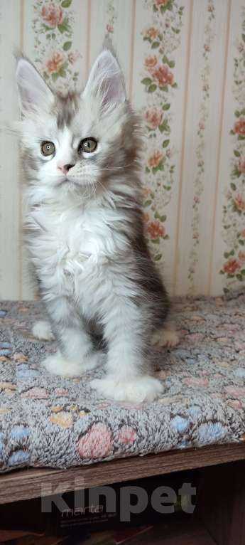 Кошки в других городах Московской области: Котёнок мейн-кун Мальчик, 70 000 руб. - фото 3