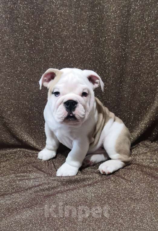 Собаки в Санкт-Петербурге: Щенок английского бульдога Мальчик, 120 000 руб. - фото 4