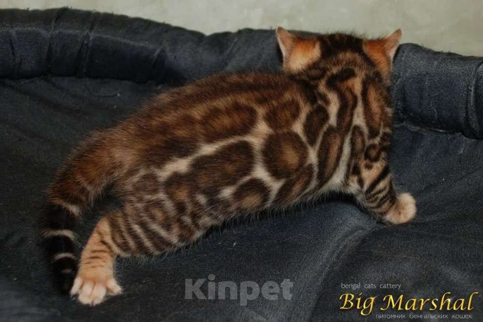 Кошки в Москве: Бенгальские котята. Девочка, 85 000 руб. - фото 9