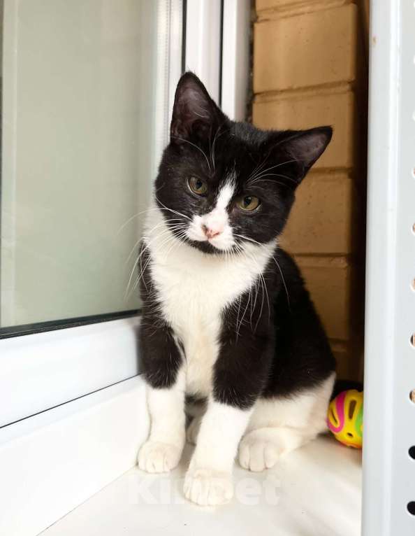 Кошки в Москве: Котенок Ляля - идеальный по характеру ребенок в добрые руки Девочка, Бесплатно - фото 2