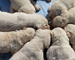 Собаки в Новосибирске: Детки лабрадора!!!  Мальчик, 400 000 руб. - фото 4