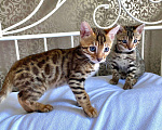 Кошки в Москве: Бенгальские котята  Мальчик, 28 000 руб. - фото 1