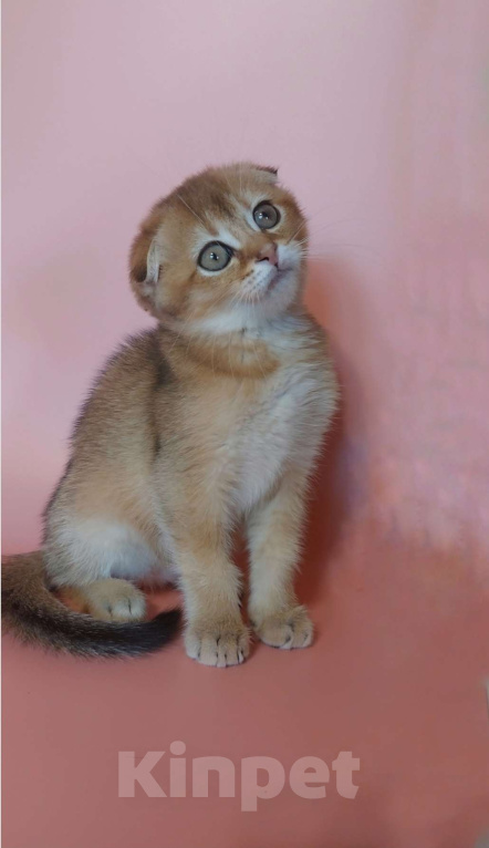 Кошки в Волгограде: Шотландская девочка Девочка, 25 000 руб. - фото 4