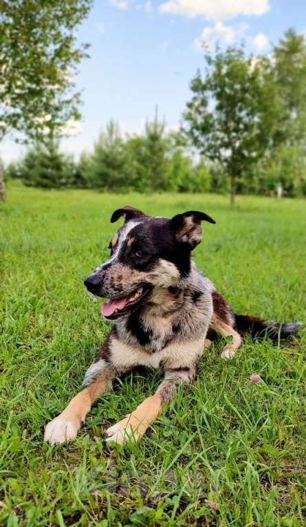 Собаки в Москве: Умнейший пёс окраса мерль Генри в добрые руки Мальчик, 1 руб. - фото 6