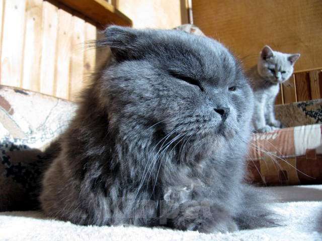 Кошки в Коломне: Полидактильные шотландцы из Канады! Мальчик, 40 000 руб. - фото 1