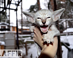Кошки в Москве: Ориентальный кот Мальчик, 70 000 руб. - фото 4