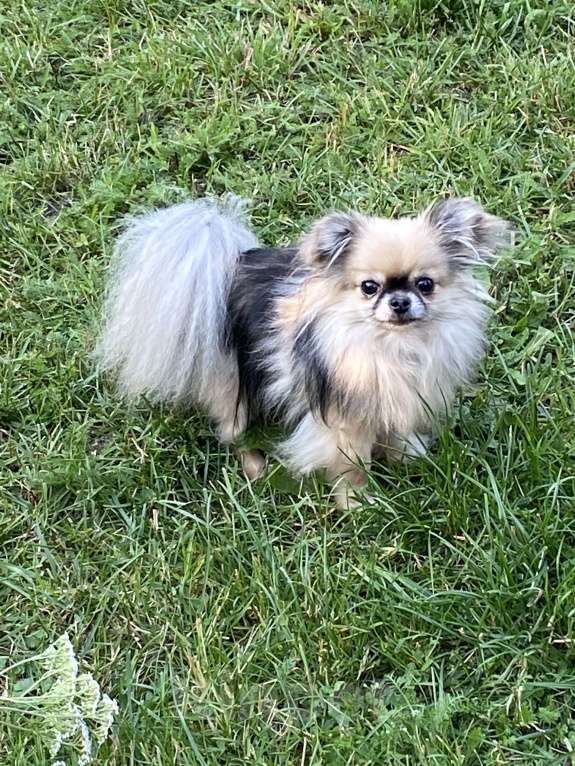 Собаки в Санкт-Петербурге: Очаровательная девочка чихуахуа мини  Девочка, 35 000 руб. - фото 5