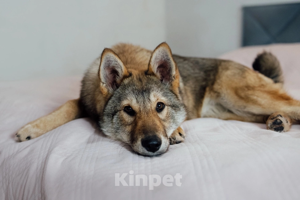Собаки в Перми: Метис западно сибирской лайки Девочка, Бесплатно - фото 3