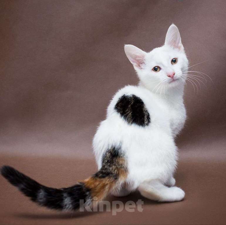 Кошки в Москве: Недолюбленная малышка Девочка, Бесплатно - фото 2