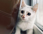 Кошки в Москве: Котенок Митя ищет дом Мальчик, Бесплатно - фото 3