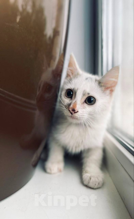 Кошки в Москве: Котенок Митя ищет дом Мальчик, Бесплатно - фото 3