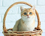 Кошки в Сланце: Продажа котёнка британская короткошёрстная девочка в окрасе золотая шиншилла ny 11 Девочка, 40 000 руб. - фото 3