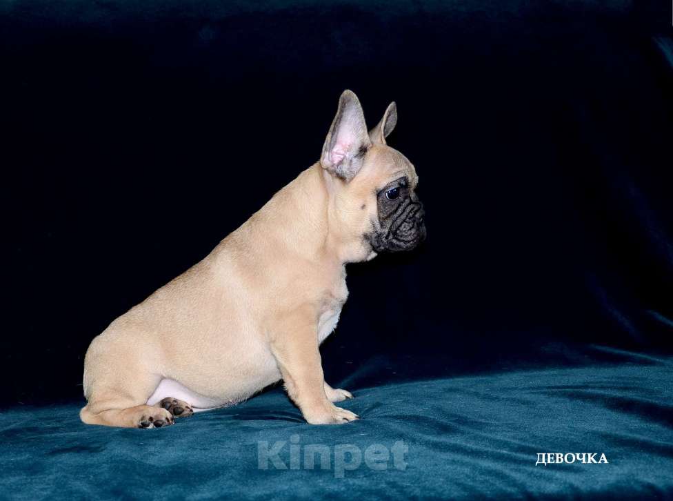 Собаки в Екатеринбурге: Фоанцузики. Ушастое Счастье  Девочка, Бесплатно - фото 5