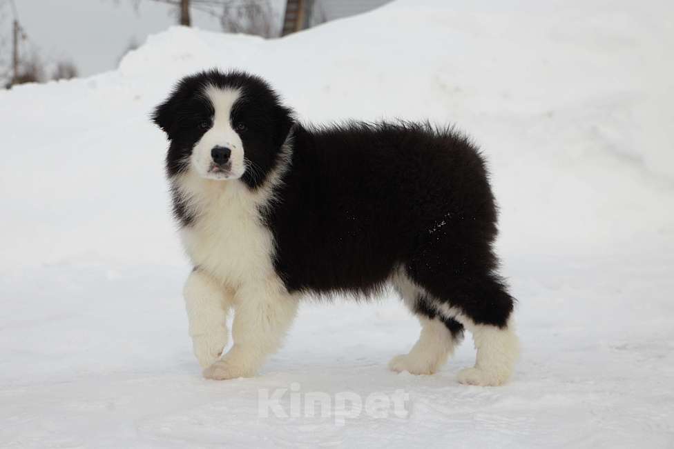 Собаки в других городах Владимирской области: щенок австралийской овчарки. Мальчик, 60 000 руб. - фото 4