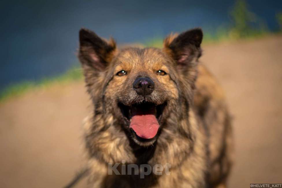 Собаки в Москве: Миниатюрный мечтательный Филипп Мальчик, Бесплатно - фото 7