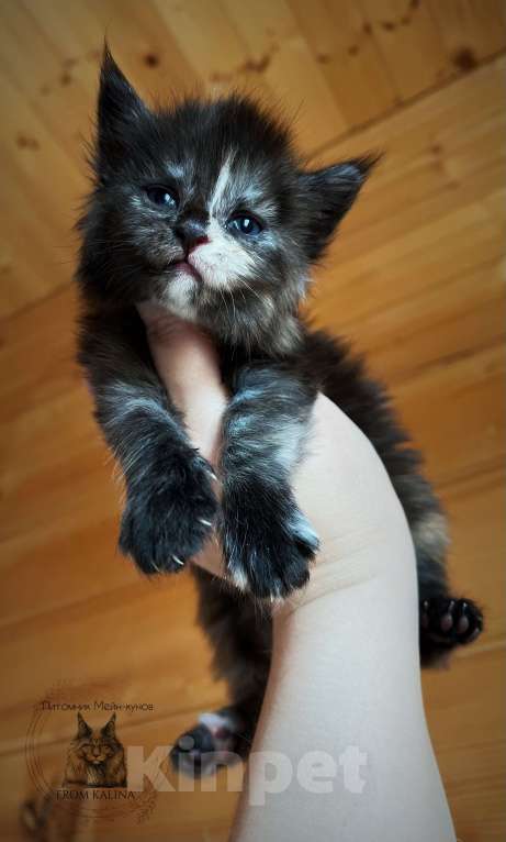 Кошки в Санкт-Петербурге: Девочки черепашки Девочка, 35 000 руб. - фото 3