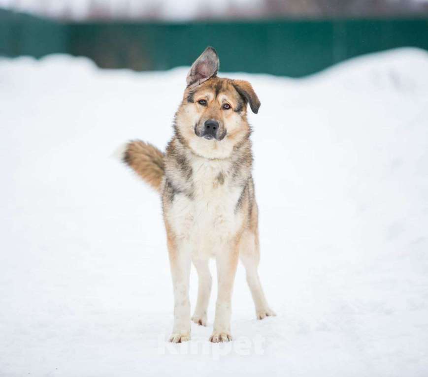 Собаки в Москве: Тобби Мальчик, Бесплатно - фото 1