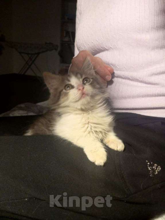 Кошки в Краснодаре: Котенок в добрые руки Девочка, Бесплатно - фото 5