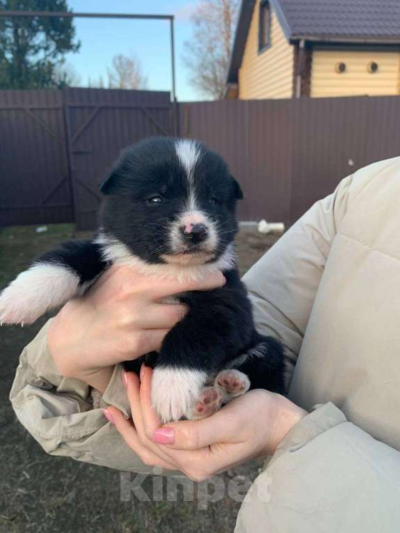 Собаки в других городах Ленинградской области: Аляска Девочка, Бесплатно - фото 3