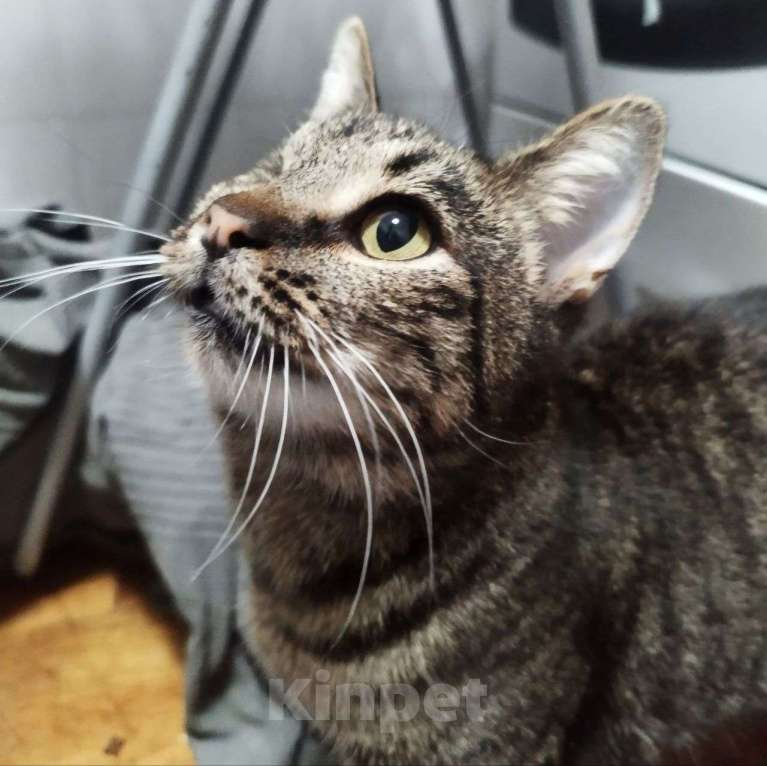 Кошки в Москве: У Милы нет глазика, но ей тоже нужна любовь ❤️ Девочка, Бесплатно - фото 2