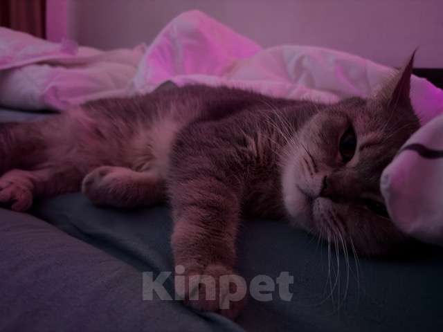 Кошки в Санкт-Петербурге: Шотландская прямоухая Юки, ищет новый дом Девочка, Бесплатно - фото 5