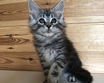 Кошки в Санкт-Петербурге: Котята мейн кун из питомника Мальчик, 45 000 руб. - фото 1