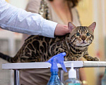 Кошки в Санкт-Петербурге: Бенгальский кот на вязку., 15 000 руб. - фото 8